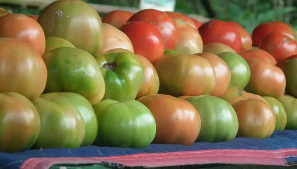 Eco-Agriculture 2 (2013-2014)